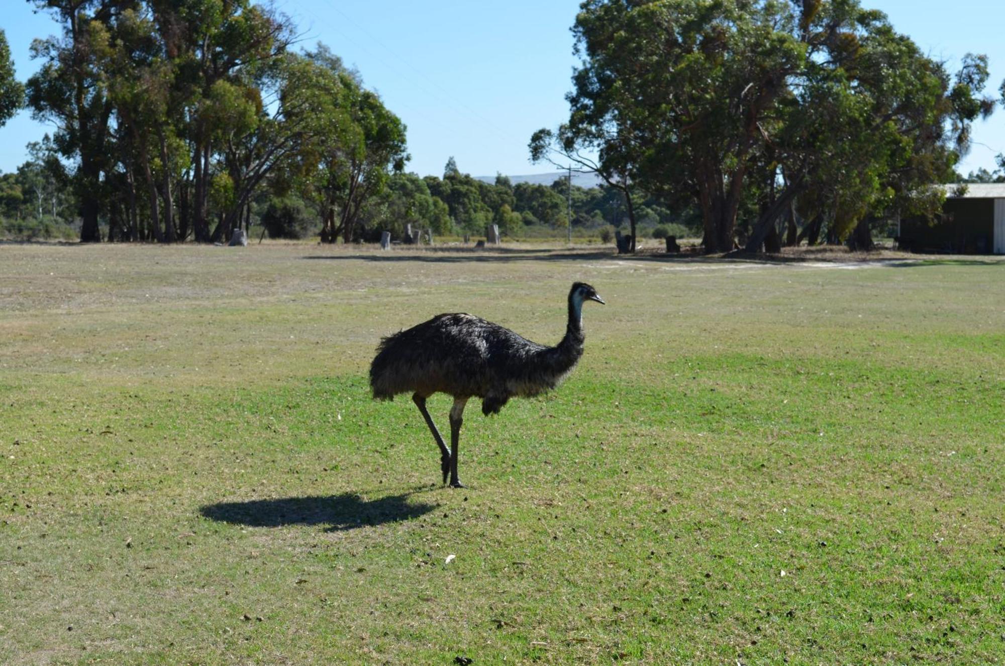 Mountain View Motor Inn & Holiday Lodges Halls Gap Εξωτερικό φωτογραφία